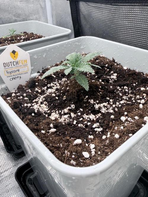 Tropicana cherry. Week 2