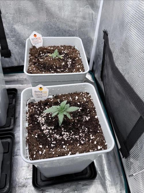 Tropicana cherry. Week 2