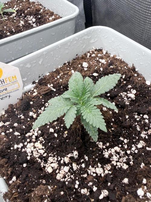 Tropicana cherry. Week 2