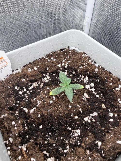 Tropicana cherry. Week 2