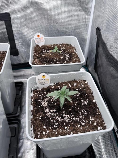 Tropicana Cherry. Week 2