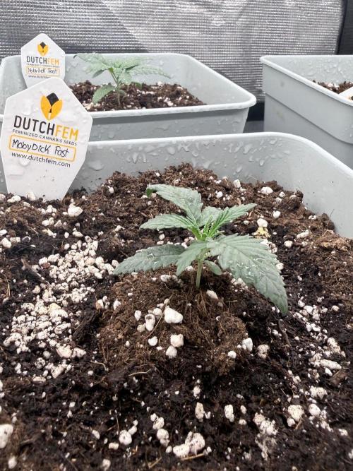 Moby Dick fast. Week 2
