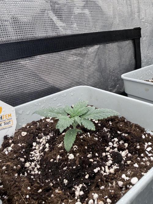 Moby Dick fast. Week 2