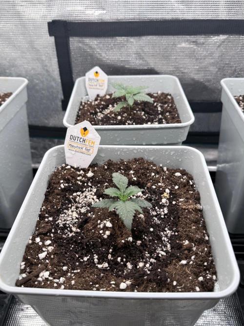 Moby Dick fast. Week 2