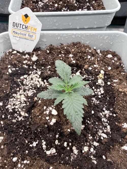 Moby Dick fast. Week 2