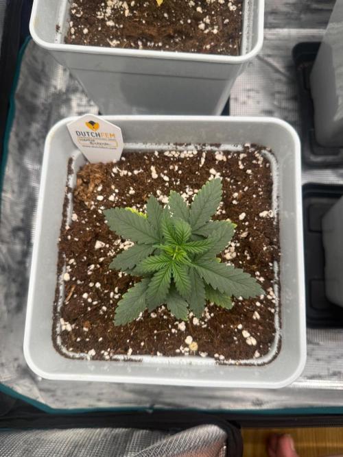 Mental Rainbow F1. Week 3