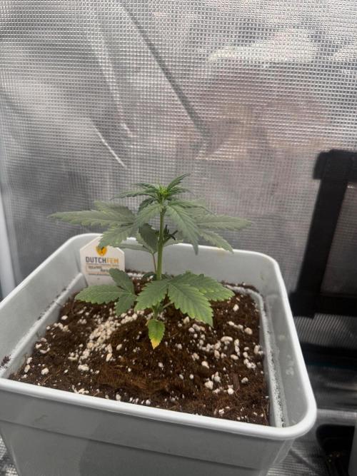 Mental Rainbow F1. Week 3