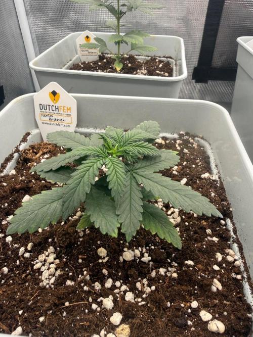 Mental Rainbow F1. Week 3