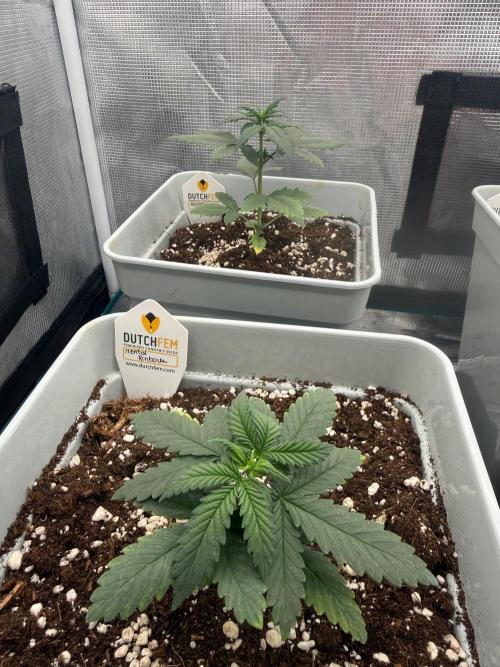 Mental Rainbow F1. Week 3