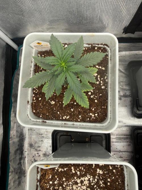 Mental Rainbow F1. Week 3