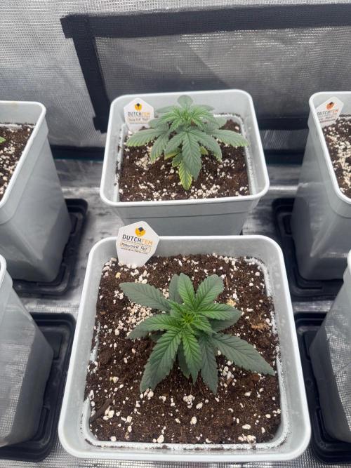 Moby Dick fast. Week 3