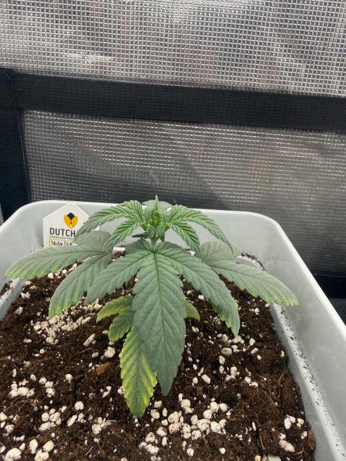 Moby Dick fast. Week 3
