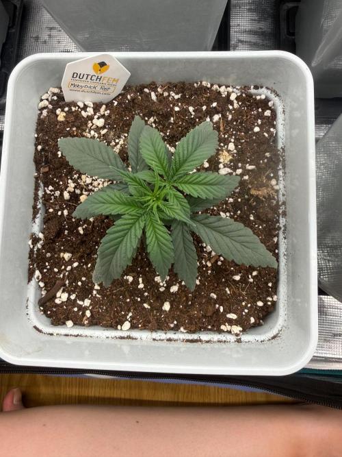 Moby Dick fast. Week 3