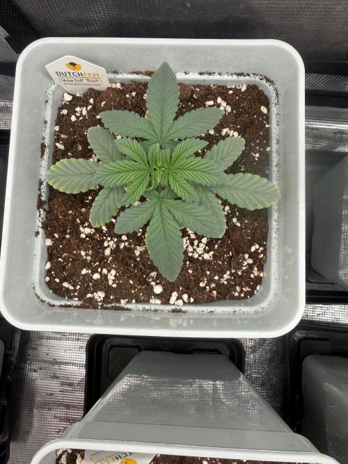 Moby Dick fast. Week 3