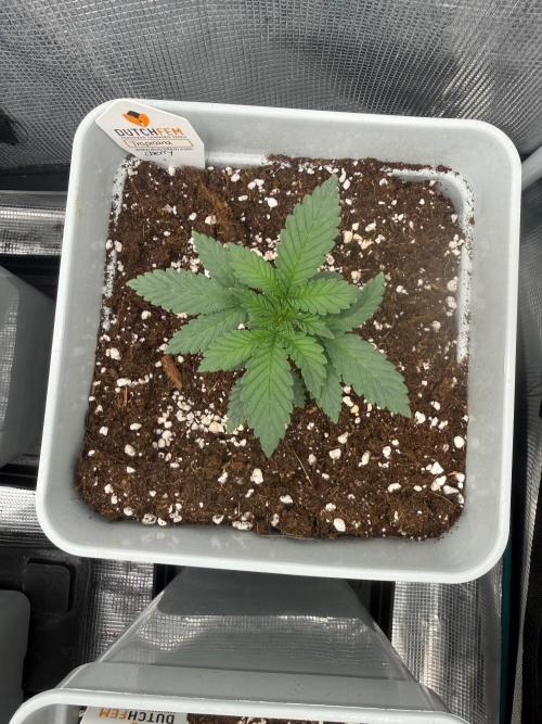Tropicana cherry. Week 3