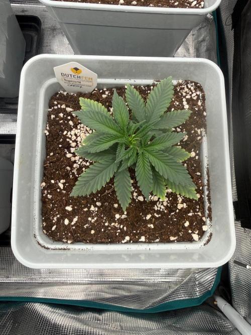Tropicana cherry. Week 3