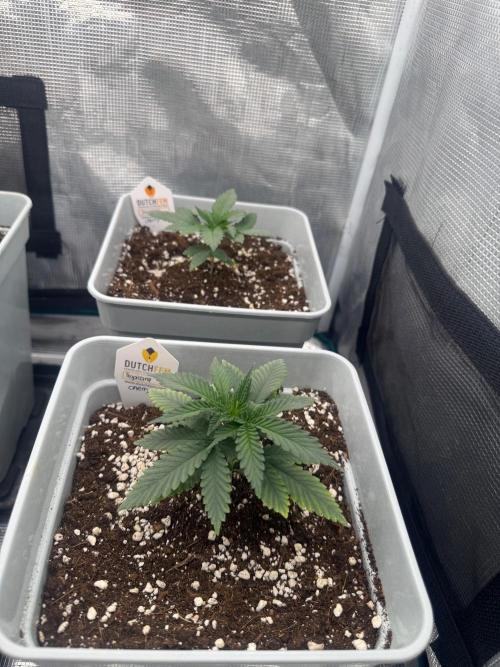 Tropicana cherry. Week 3