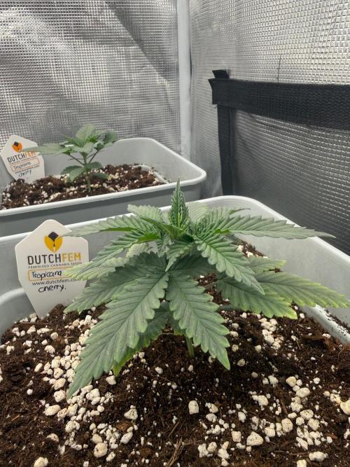 Tropicana cherry. Week 3