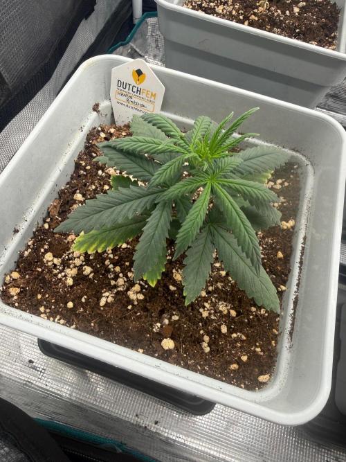 Mental Rainbow F1. Week 4