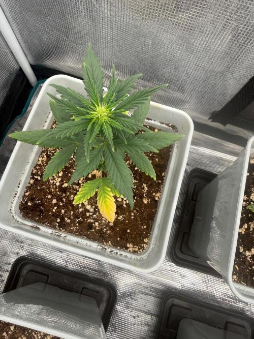 Mental Rainbow F1. Week 4