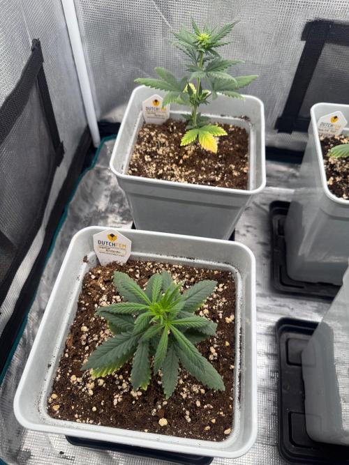 Mental Rainbow F1. Week 4