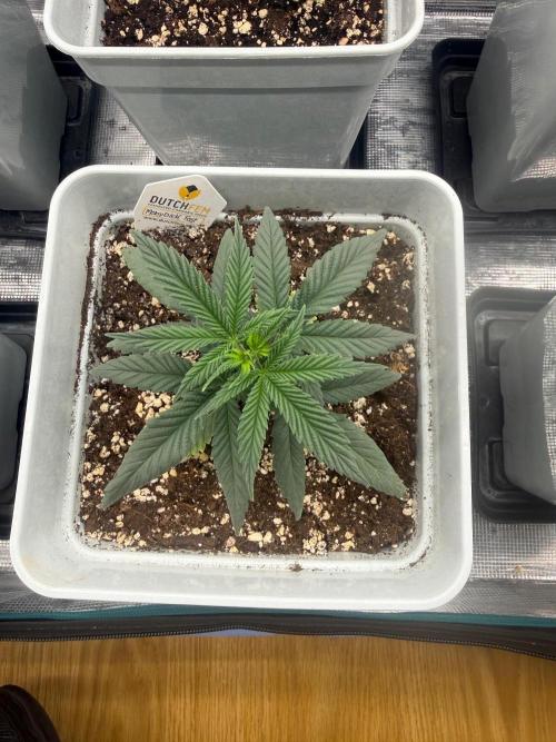Moby Dick fast. Week 4