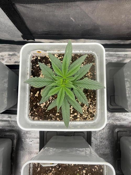 Moby Dick fast. Week 4