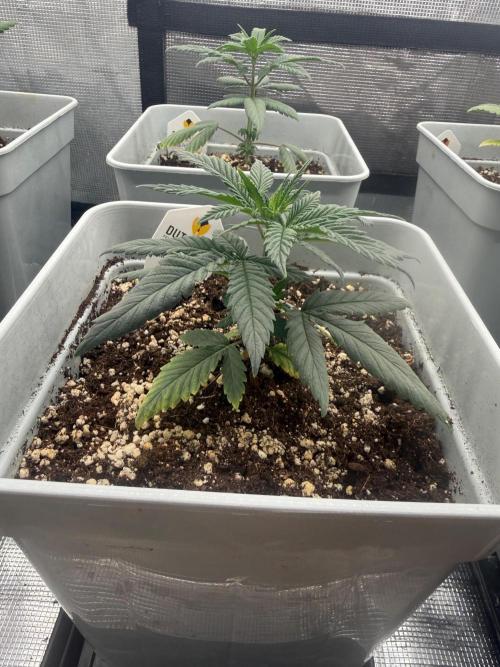 Moby Dick fast. Week 4