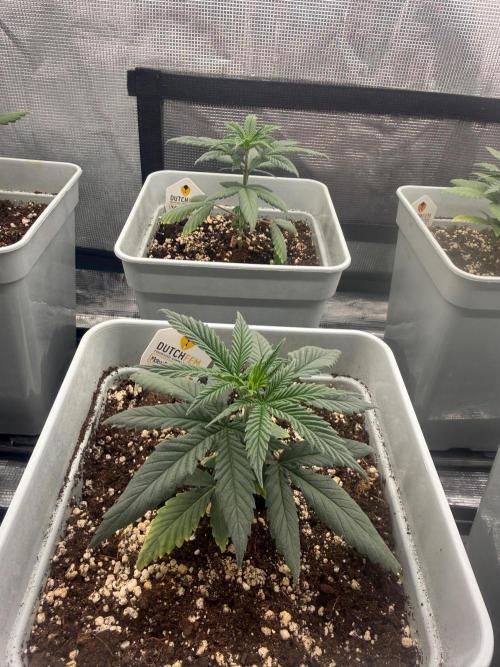 Moby Dick fast. Week 4