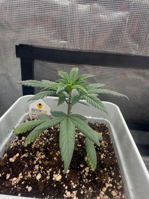 Moby Dick Fast. Week 4
