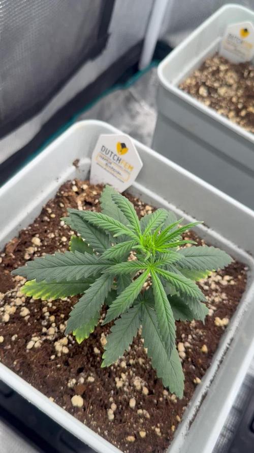 Moby Dick fast