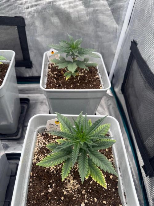 Tropicana cherry. Week 4