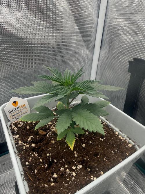 Tropicana cherry. Week 4