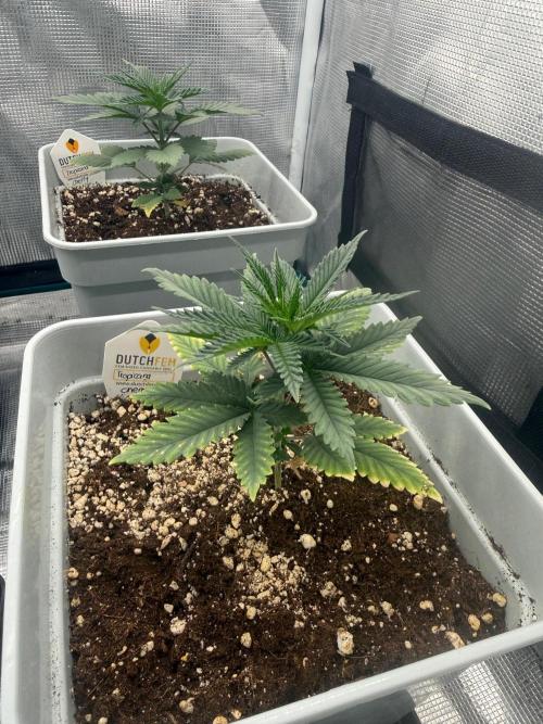 Tropicana cherry. Week 4