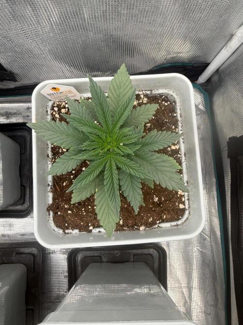 Tropicana cherry. Week 4