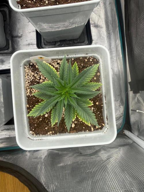 Tropicana cherry. Week 4
