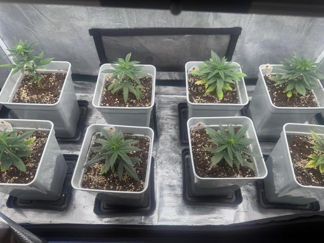 Mental Rainbow F1. Week 5