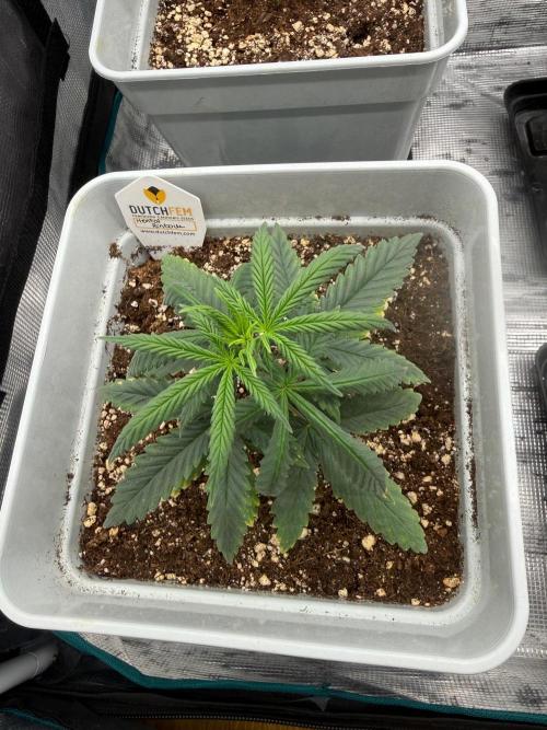 Mental Rainbow F1. Week 5