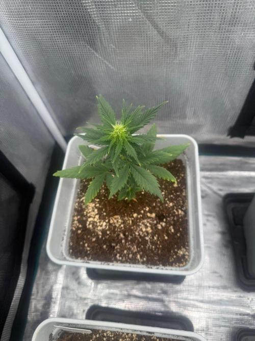 Mental Rainbow F1. Week 5