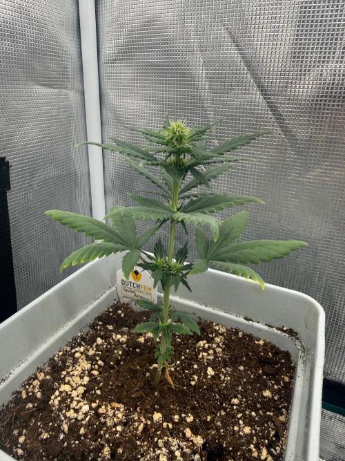 Mental Rainbow F1. Week 5