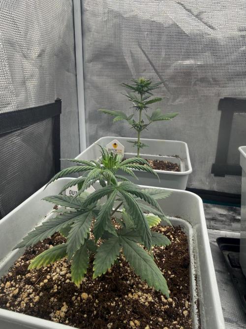 Mental Rainbow F1. Week 5