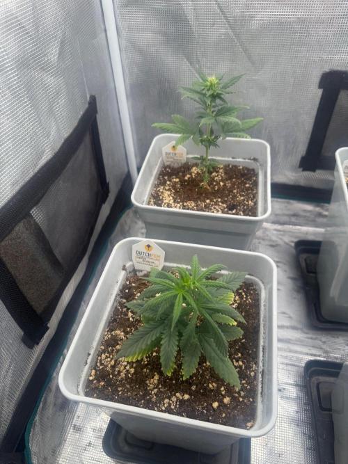 Mental Rainbow F1. Week 5