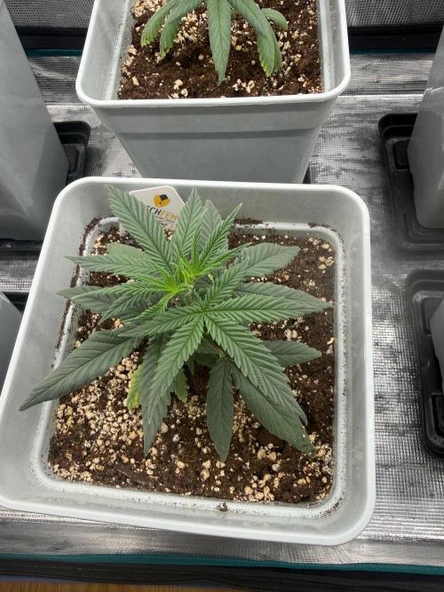 Moby Dick fast. Week 5
