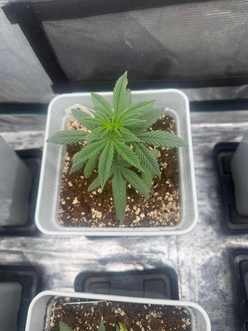 Moby Dick fast. Week 5