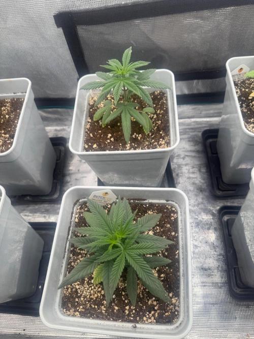 Moby Dick fast. Week 5