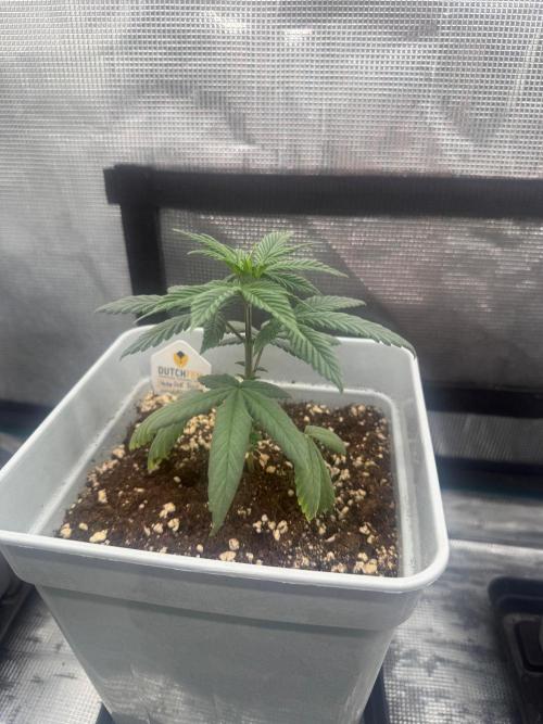 Moby Dick fast. Week 5