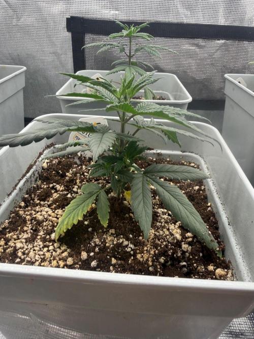 Moby Dick fast. Week 5