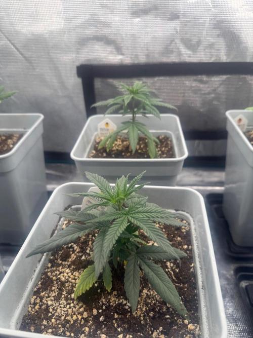 Moby Dick fast. Week 5