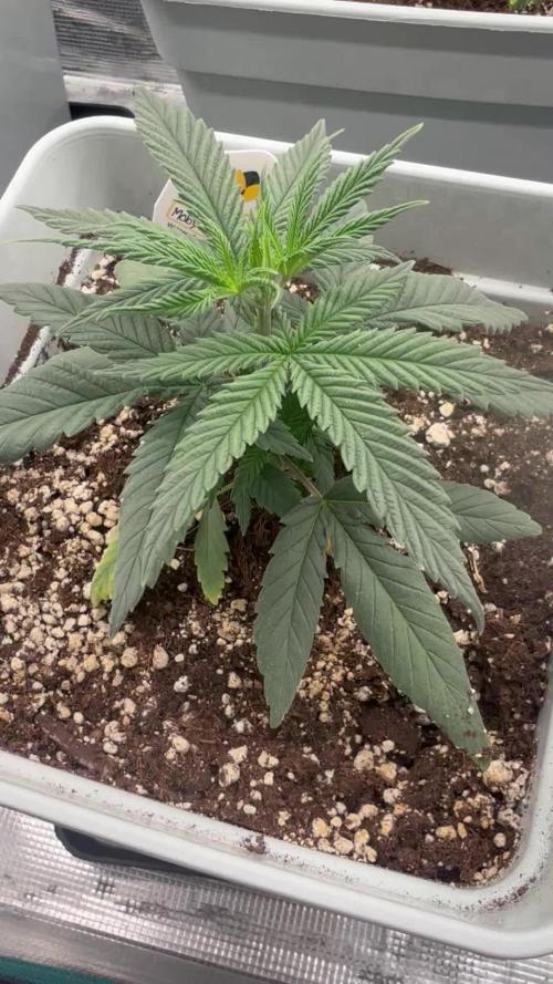 Moby Dick fast