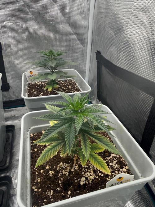 Tropicana cherry. Week 5